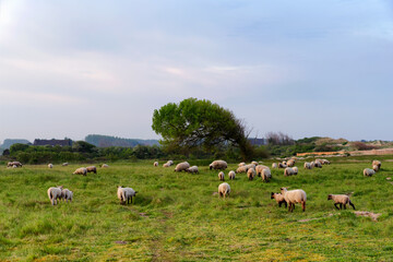 Saltbush lamb in Cotentin coast