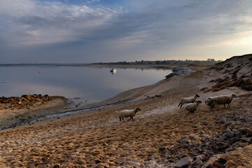Saltbush lamb in Cotentin coast