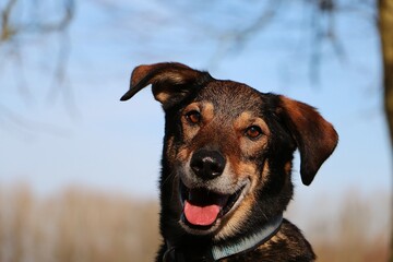 beautiful head portrait from a mixed dog