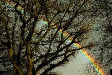 wonderful rainbow behind trees