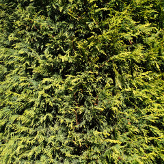 green thuja in sunlight texture for background