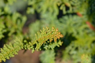 Hinoki cypress Teddy Bear