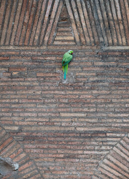 Rose ringed parakeets on the ancient walls of the roman forum, in Rome.

Psittacula krameri - Parrocchetto dal collare