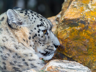 Portrait of an old snow leopard with rocks