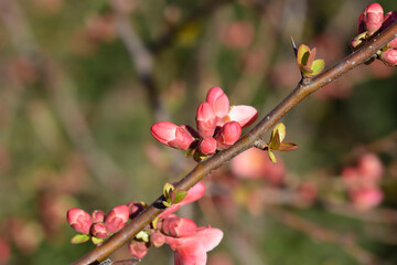 Japanese Flowering Quince