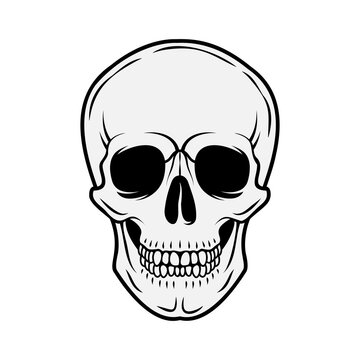 Human skull. Front view. Vector black and white hand drawn illustration isolated on white background