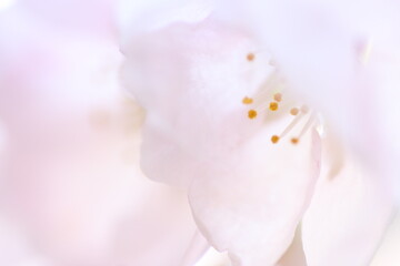 桜の花のクローズアップ