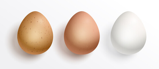 A set of realistic chicken egg isolated on white background