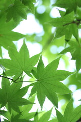青もみじの葉のクローズアップ