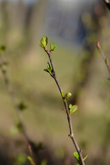 Japanese Flowering Quince