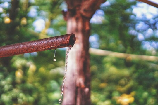 icicles on a tree