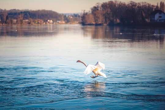 Landender Schwan