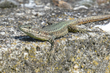 Lizard taking sun on a wall