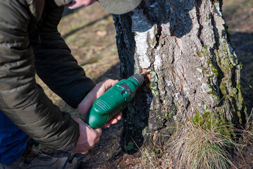 Man making a hole drilling a tree. Birch sap tapping in the spring.