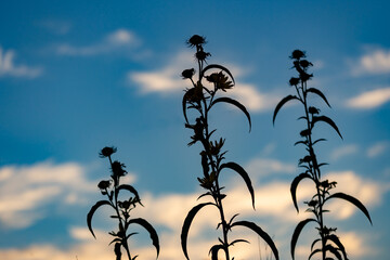 Fototapeta na wymiar Sunflowers at sunset in a rural landscape 