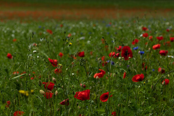 Rote Mohnblumen im Feld