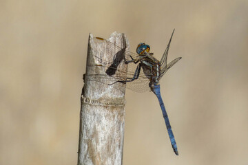 Blue Dragonfly on a cane