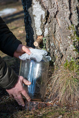 Fototapeta premium Man's hands holding a jar with birch sap. Birch sap tapping in the spring.