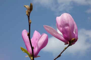 Magnolia flower against a blue sky and white clound