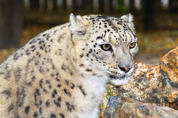 Portrait of an old snow leopard with rocks