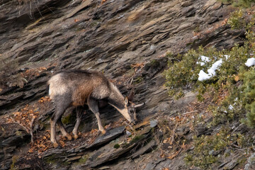 Old Male Chamois