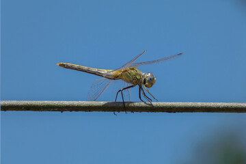 Yellow dragonfly against a blue sky background
