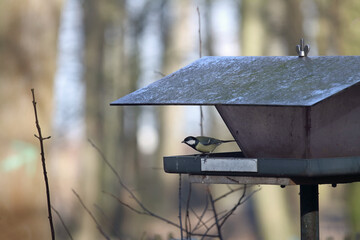 Vogelhaus