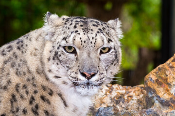 Naklejka premium Portrait of an old snow leopard with rocks