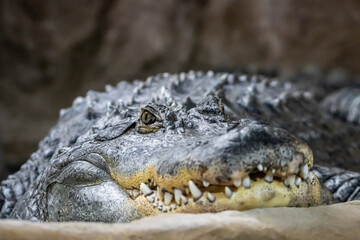 Portrait of a crocodile