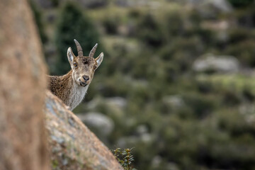 Spanish Ibex