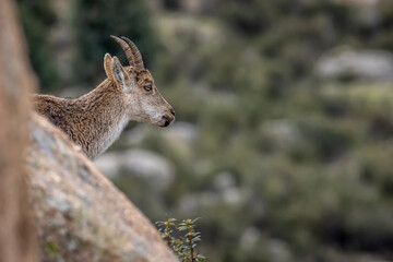 Spanish Ibex