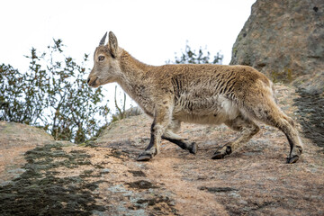 Spanish Ibex