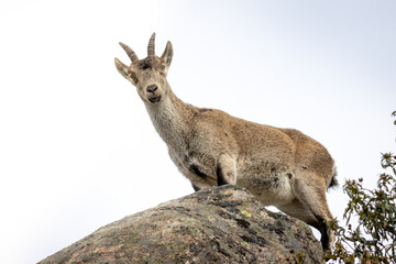 Spanish Ibex