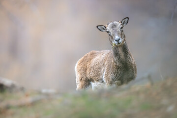 Female mouflon