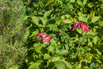 Blooming red-pink flowers of a hydrangea bush in the bright sun