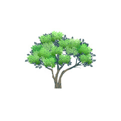 acacia tree hand drawn vector art