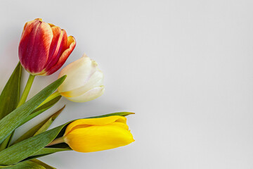 close-up of multicolored tulips, with copy space for text