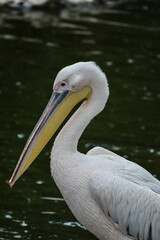 Great or eastern or rosy white Pelican ( Pelecanus onocrotalus ) in South Africa swimming in a lake with a green background