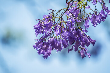 Purple blue Jacaranda mimosifolia Closeup in Pretoria South Africa against blue sky