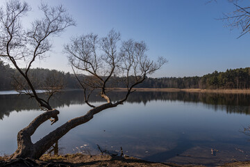 Tree over the pond