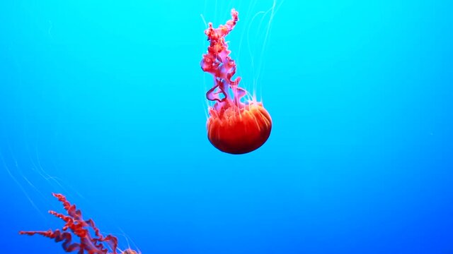 Wundersch&ouml;n anzusehende rote Leuchtqualle im Schwarm

