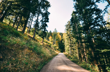 Naklejka premium Waldlandschaft