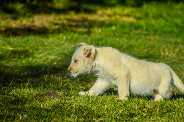 Cute African white lion cubs in Rhino and Lion nature reserve in South Africa