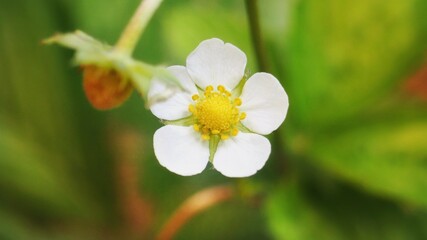 Close up of a white flower - wild strawberry