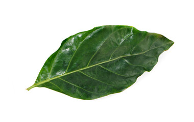 Obraz premium jackfruit leaves isolated on white background