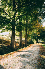 Fototapeta premium Waldlandschaft