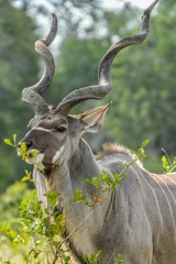 Wandcirkels Antilope Een grote mannelijke koedoe-antilope met grote hoorns in het nationale park van Kruger, Zuid-Afrika  © shams Faraz Amir