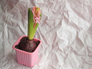 Blooming indoor Pink fragrant flower hyacinth in a pot
