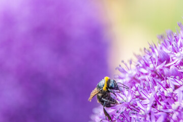 Blumenwiese