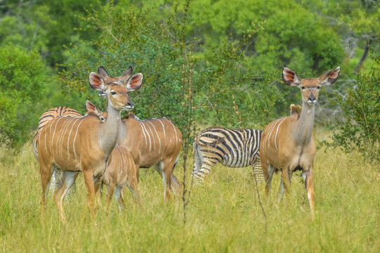 A big family of Kudu antelopes in Kruger national park Africa